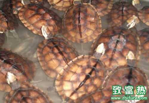 2016年龟价格行情深度分析与预测