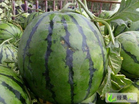 绿果网最新价格中心，科技引领生活，价格精彩呈现