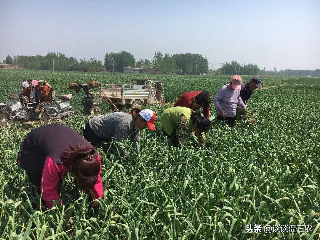 大蒜最新市场价格动态分析与预测